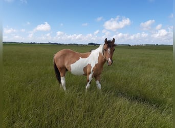 Andere Rassen, Hengst, 3 Jaar, 150 cm, Falbe