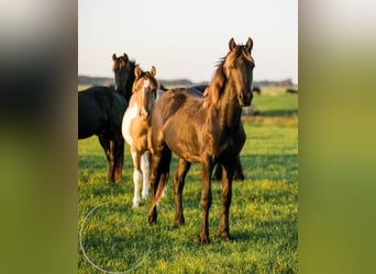 Andere Rassen, Hengst, 3 Jaar, 150 cm, Falbe