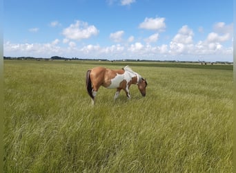 Andere Rassen, Hengst, 3 Jaar, 150 cm, Falbe