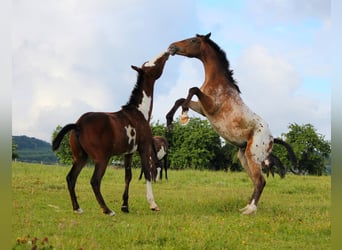 Andere Rassen, Hengst, 3 Jaar, 150 cm, Gevlekt-paard