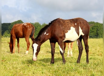 Andere Rassen, Hengst, 3 Jaar, 150 cm, Gevlekt-paard