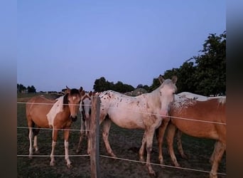 Andere Rassen Mix, Hengst, 3 Jaar, 150 cm, Gevlekt-paard