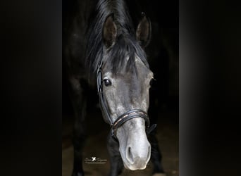 Andere Rassen Mix, Hengst, 3 Jaar, 150 cm, Zwartschimmel