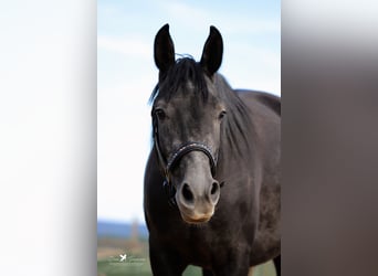 Andere Rassen Mix, Hengst, 3 Jaar, 150 cm, Zwartschimmel