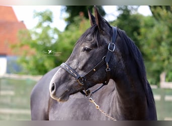 Andere Rassen Mix, Hengst, 3 Jaar, 150 cm, Zwartschimmel