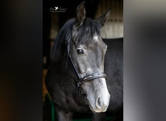 Andere Rassen Mix, Hengst, 3 Jaar, 150 cm, Zwartschimmel