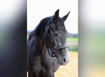 Andere Rassen Mix, Hengst, 3 Jaar, 150 cm, Zwartschimmel