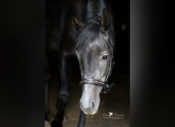 Andere Rassen Mix, Hengst, 3 Jaar, 150 cm, Zwartschimmel