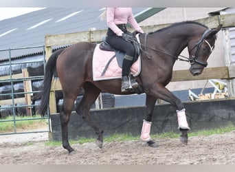 Andere Rassen, Hengst, 3 Jaar, 151 cm, Donkerbruin