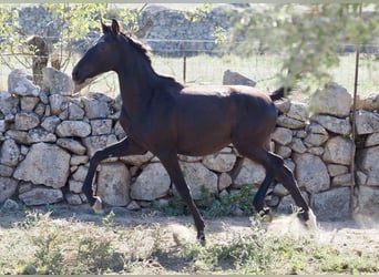 Andere Rassen, Hengst, 3 Jaar, 153 cm, Zwart