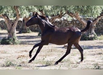 Andere Rassen, Hengst, 3 Jaar, 153 cm, Zwart