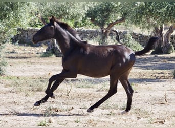 Andere Rassen, Hengst, 3 Jaar, 153 cm, Zwart