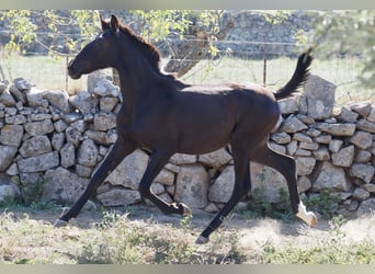 Andere Rassen, Hengst, 3 Jaar, 153 cm, Zwart