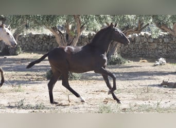 Andere Rassen, Hengst, 3 Jaar, 153 cm, Zwart