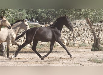 Andere Rassen, Hengst, 3 Jaar, 153 cm, Zwart