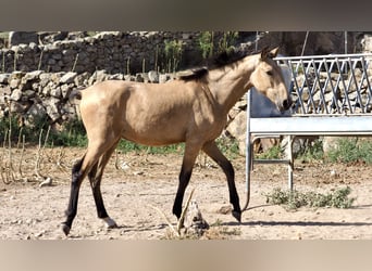 Andere Rassen, Hengst, 3 Jaar, 154 cm, Buckskin