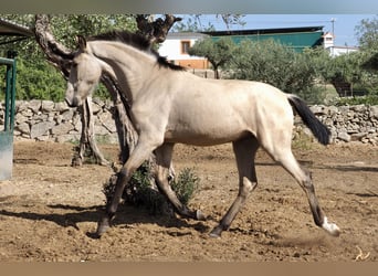 Andere Rassen, Hengst, 3 Jaar, 154 cm, Buckskin