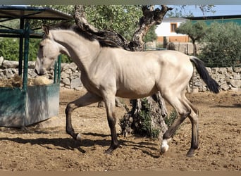 Andere Rassen, Hengst, 3 Jaar, 154 cm, Buckskin