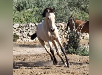 Andere Rassen, Hengst, 3 Jaar, 154 cm, Buckskin