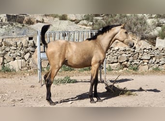 Andere Rassen, Hengst, 3 Jaar, 154 cm, Buckskin