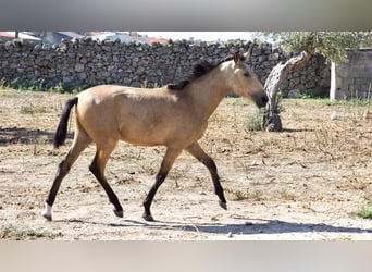 Andere Rassen, Hengst, 3 Jaar, 154 cm, Buckskin