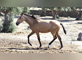 Andere Rassen, Hengst, 3 Jaar, 154 cm, Buckskin