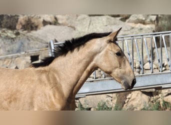 Andere Rassen, Hengst, 3 Jaar, 154 cm, Buckskin