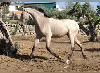 Andere Rassen, Hengst, 3 Jaar, 154 cm, Buckskin