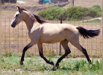 Andere Rassen, Hengst, 3 Jaar, 157 cm, Buckskin