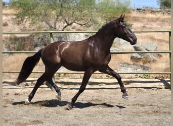 Andere Rassen, Hengst, 3 Jaar, 163 cm, Zwart