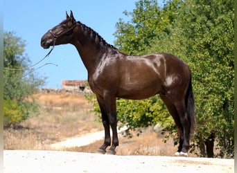 Andere Rassen, Hengst, 3 Jaar, 163 cm, Zwart