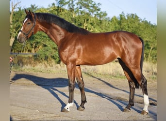 Andere Rassen, Hengst, 3 Jaar, 174 cm, Lichtbruin