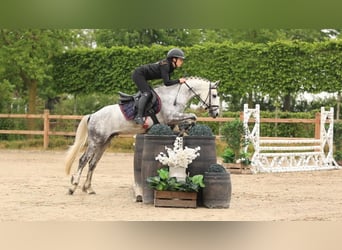 Andere Rassen, Hengst, 4 Jaar, 139 cm, Schimmel