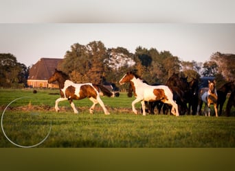 Andere Rassen, Hengst, 4 Jaar, 150 cm, Falbe