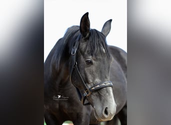 Andere Rassen Mix, Hengst, 4 Jaar, 150 cm, Zwartschimmel