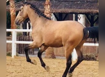 Andere Rassen Mix, Hengst, 4 Jaar, 166 cm, Roodbruin