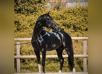 Andere Rassen, Hengst, 4 Jaar, 166 cm, Zwart