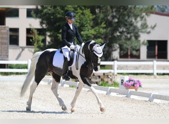 Andere Rassen, Hengst, 4 Jaar, 170 cm, Gevlekt-paard