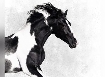 Andere Rassen, Hengst, 4 Jaar, 172 cm, Gevlekt-paard