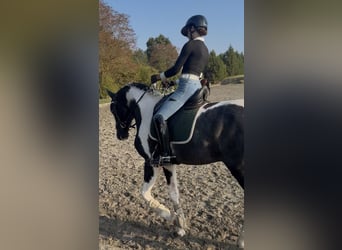 Andere Rassen, Hengst, 4 Jaar, 172 cm, Gevlekt-paard