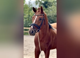 Andere Rassen, Hengst, 4 Jaar, 178 cm, Vos