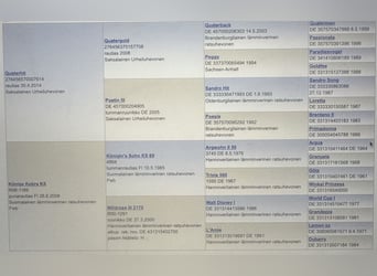 Andere Rassen, Hengst, 4 Jaar, 178 cm, Vos