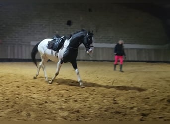 Andere Rassen, Hengst, 4 Jaar, Appaloosa