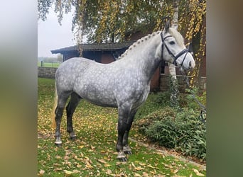 Andere Rassen, Hengst, 5 Jaar, 156 cm, Schimmel