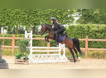 Andere Rassen, Hengst, 6 Jaar, 126 cm, Bruin