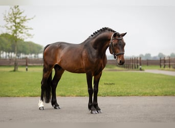 Andere Rassen, Hengst, 6 Jaar, 126 cm, Bruin