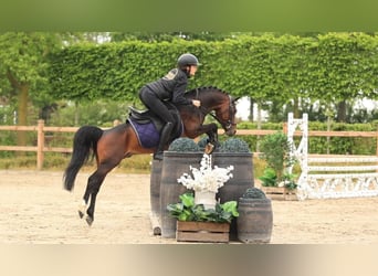 Andere Rassen, Hengst, 6 Jaar, 126 cm, Bruin
