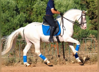 Andere Rassen, Hengst, 7 Jaar, 160 cm, Perlino