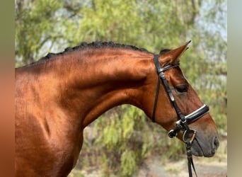 Andere Rassen Mix, Hengst, 7 Jaar, 163 cm, Roodbruin