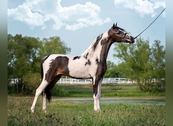 Andere Rassen, Hengst, 8 Jaar, 115 cm, Tobiano-alle-kleuren